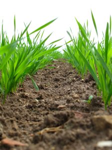 plants, field, agriculture